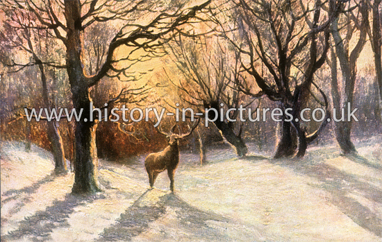 Stag in Hawks Wood, Epping Forest, Essex. c.1907